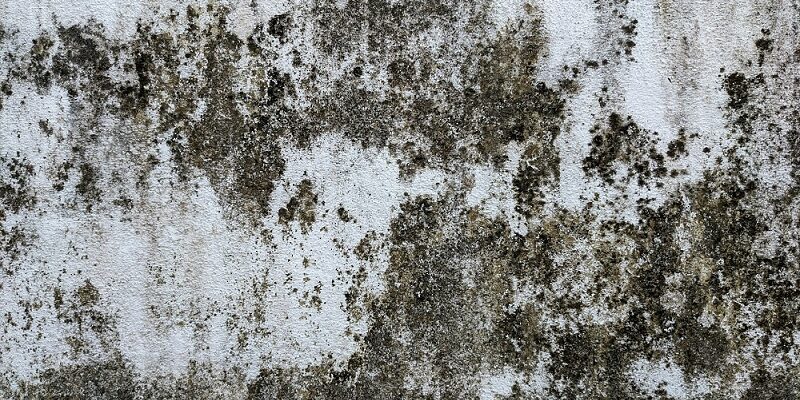 Muffa dietro gli armadi: guida completa per salvare mobili e salute