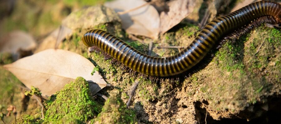Come tenere lontani i millepiedi da casa: rimedi naturali, prevenzione e barriere efficaci
